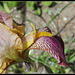 Iris jacquesiana (3)