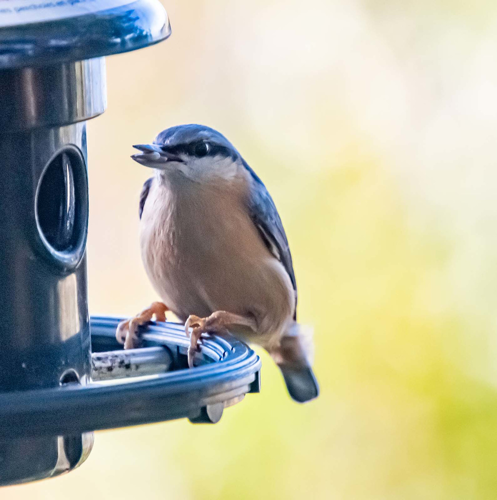 Nuthatch