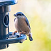 Nuthatch