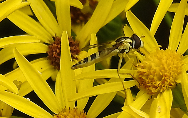 20210725 1961CPw [D~LIP] Langbauchschwebfliege (Sphaerophoria scripta) [w], [Stiftschwebfliege], Jakobs-Greiskraut (Jacobaea vulgaris), Bad Salzuflen
