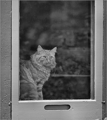 Next-door cat