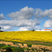 Minas de Neves Corvo, Brassica barrelieri , Azinheiras, Quercus ilex... HWW !