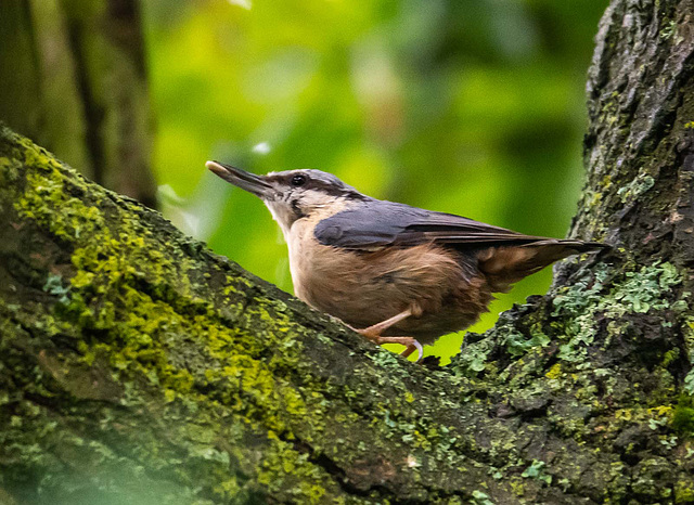 Nuthatch