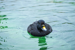 Common Scoter