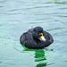 Common Scoter