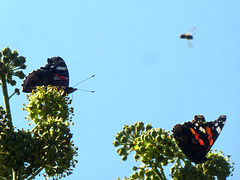 2 Admirals und Überflieger