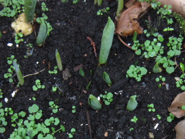 Tulips and daffs starting to emerge