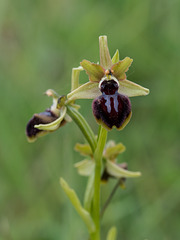 Ophrys spec. - 2016-04-29_D4_DSC7186