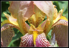 Iris jacquesiana (4)