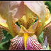 Iris jacquesiana (4)