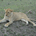 Ngorongoro, Resting Young Lioness