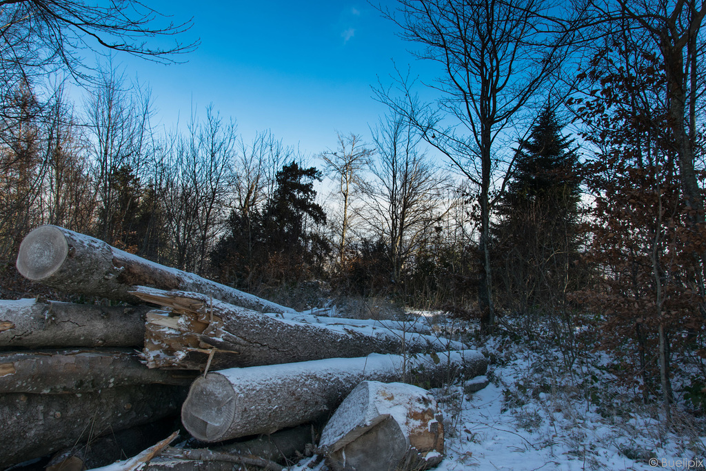 Winter 2018/2019 auf dem Uetliberg (© Buelipix)