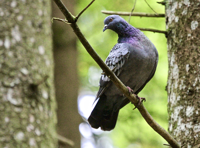 Taube im Wald