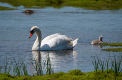 A swan and cygnet v4