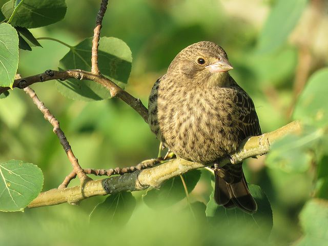 Brown-headed Cowbird juvenile