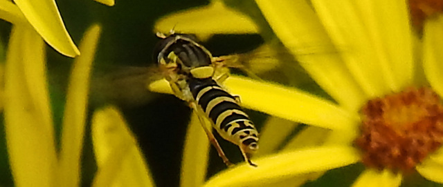 20210725 1962CPw [D~LIP]Langbauchschwebfliege (Sphaerophoria scripta) [w], [Stiftschwebfliege], Jakobs-Greiskraut (Jacobaea vulgaris), Bad Salzuflen
