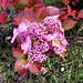 A Hydrangea in full bloom on Nov. 2nd.