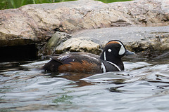 Harlequin Duck