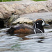 Harlequin Duck