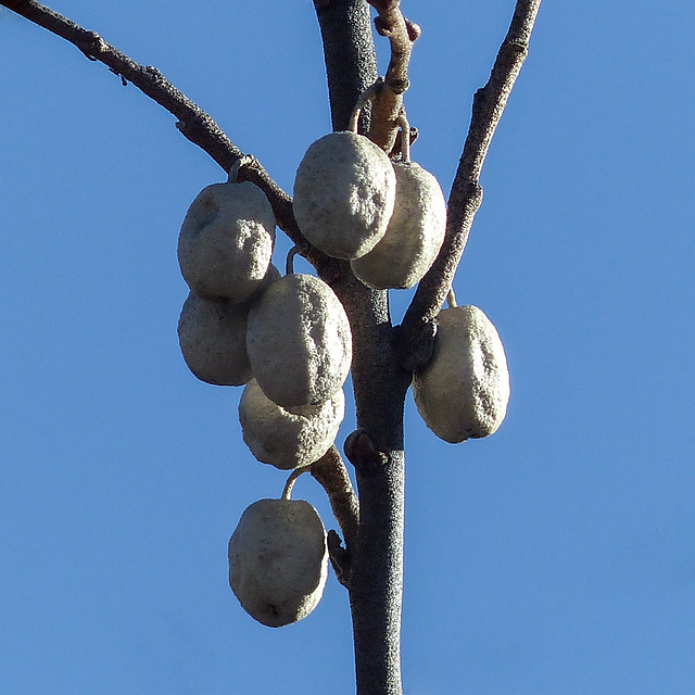 Wolf Willow berries