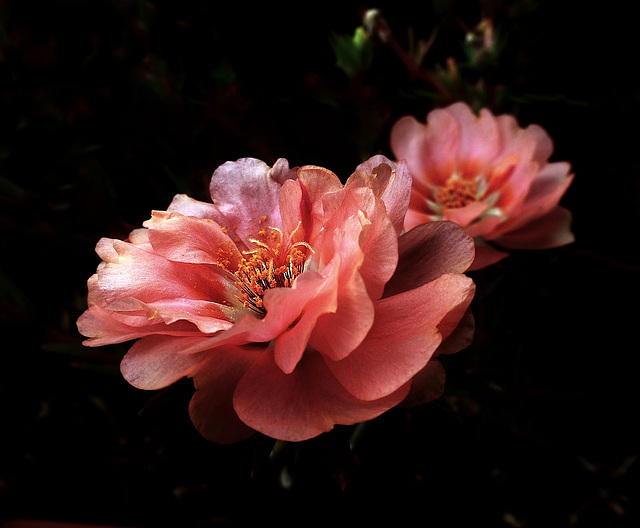 portulaca grandiflora