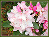 Rhododendron.