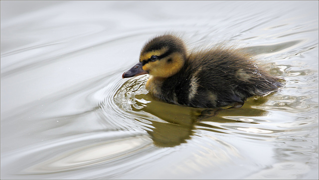 Mise à l'eau.....