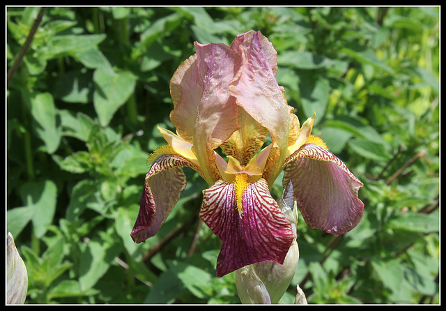 Iris jacquesiana (5)