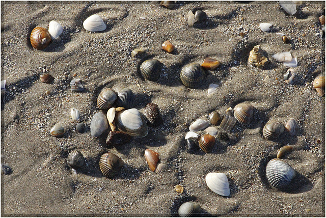 Coquillages et crustacés.....