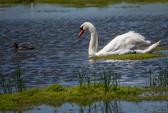 A swan at Burton wetlands vg5