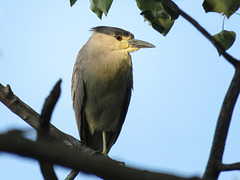 Black-crowned Night-Heron / Nycticorax nycticorax