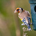 Goldfinch