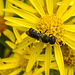 20210725 1963CPw [D~LIP] Insekt, Jakobs-Greiskraut (Jacobaea vulgaris), Bad Salzuflen