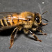 EF7A5788 Honey Beev2