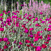 Rose Campion in Lyme Gardens