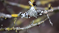 Lichen