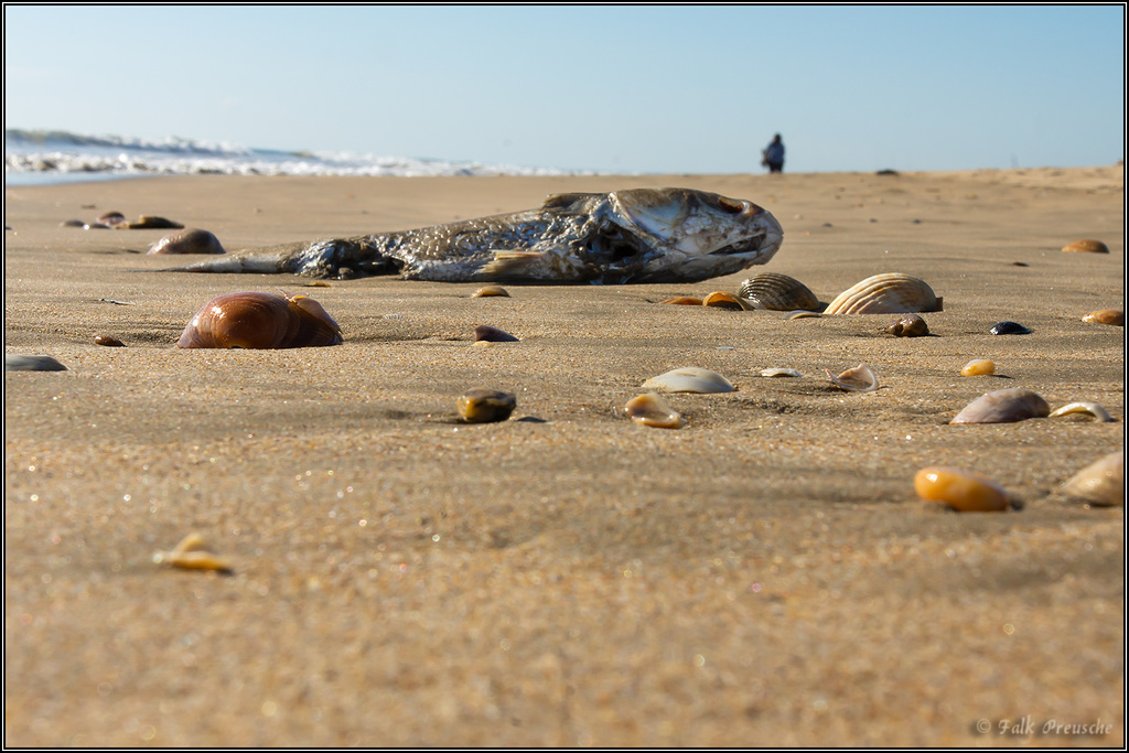 Strandgut