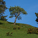 Ash Tree on Brownhill