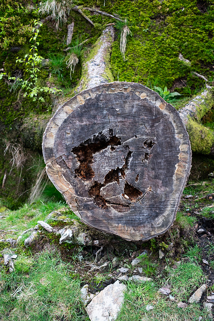 Fallen tree