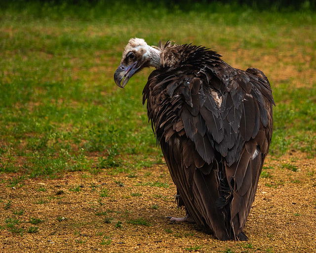 European vulture