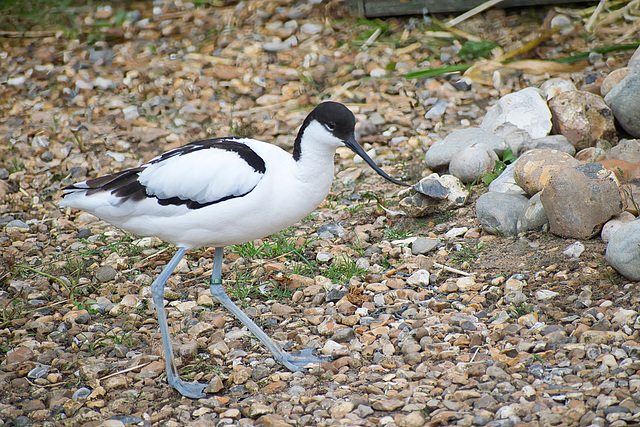 Avocet Avocet