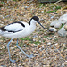 Avocet