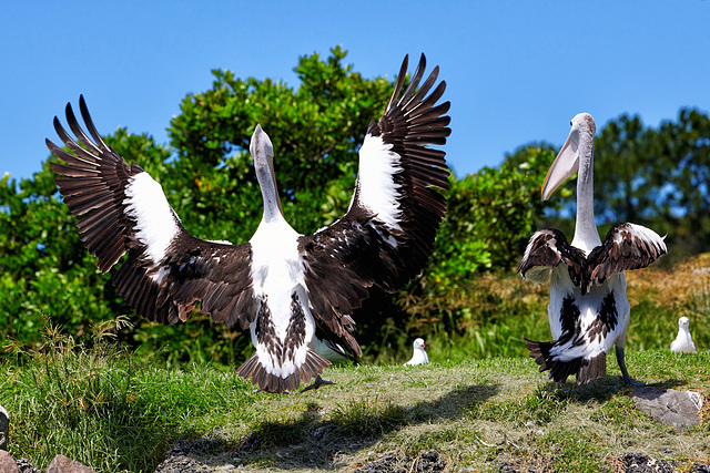 Nicht abdrücken, ich habe die Flügel schon oben! /           Don't shoot, I've already got the wings up! / Ne tire pas, j'ai déjà les ailes levées!