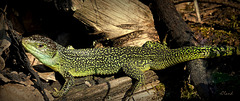 LACERTA BILINEATA LACERTA BILINEATA