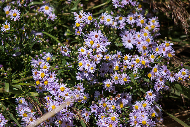 20140908 3456RTw [NL] Terschelling