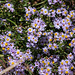 20140908 3456RTw [NL] Terschelling