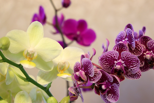 Orchids