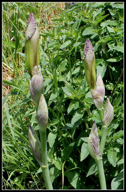 Iris jacquesiana (6)