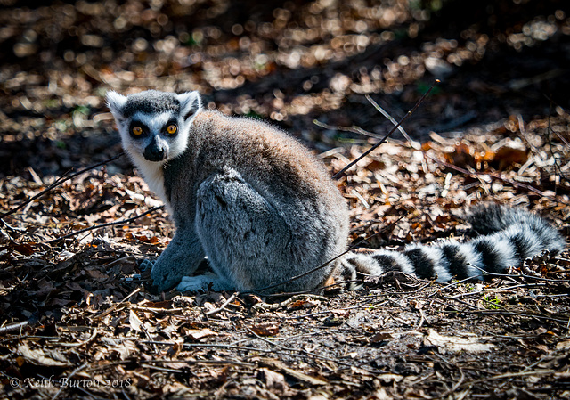 Ring-Tailed Lemur Ring-Tailed Lemur