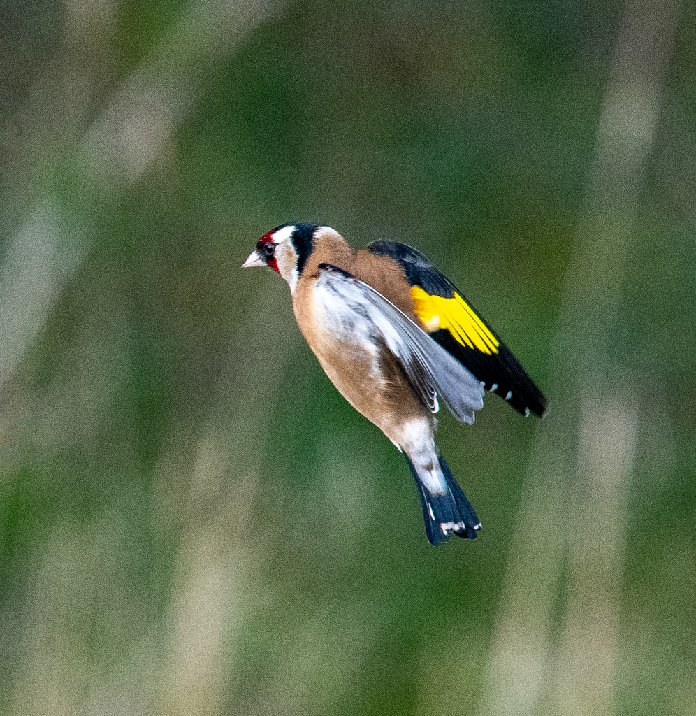 goldfinch